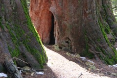 Sequoias Mariposa